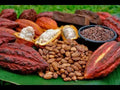 Dried cocoa beans