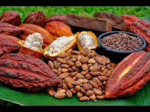 Dried cocoa beans