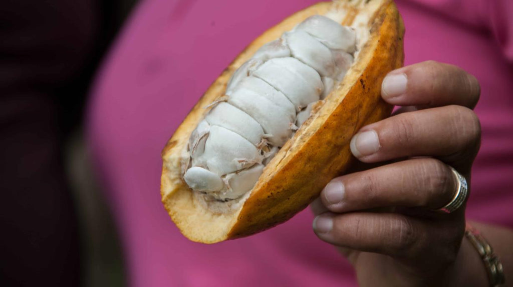 Dried cocoa beans