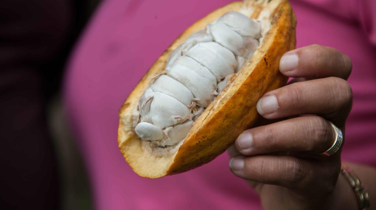 Dried cocoa beans