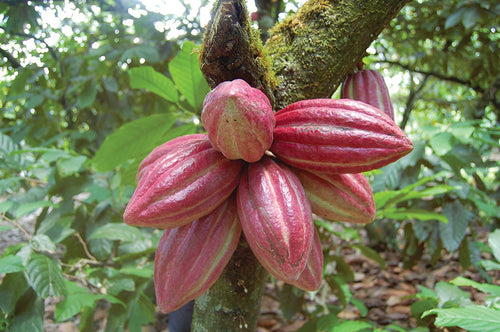 Dried cocoa beans